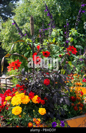 Una bella mostra di fiori estivi dai colori vivaci in Garden box a Les Gets Haute-Savoie Portes Soleil Alpi francesi Francia Foto Stock