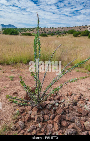 Ocotillo, Fouquieria splendens, con foglie presso il deserto del Chihuahuan Research Institute nel sud-ovest del Texas. Vive fino a 60 anni. Foto Stock