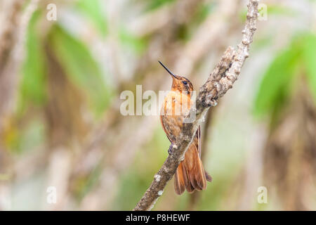 Gobbo di fascio luminoso, Aglaeactis cucripennis, nella riserva di Yanacocha in Ecuador, area di conservazione gestita dalla Fondazione Jocotoco. Foto Stock