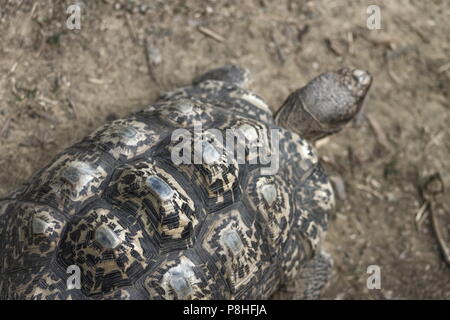 Chiudere l immagine di una tartaruga di leopard (Stigmochelys pardalis) Foto Stock