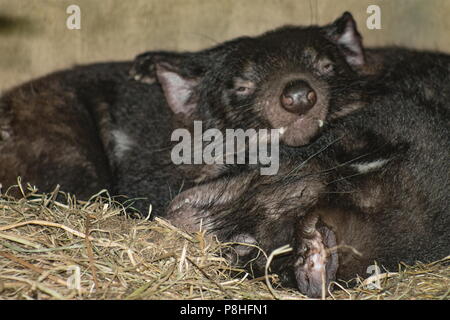 Chiudere l'immagine delle due diavoli della Tasmania (Sarcophilus harrisii) dormire nei loro den. Foto Stock