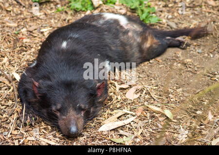 Chiudere l immagine di un sonno diavolo della Tasmania (Sarcophilus harrisii) con spazio di copia Foto Stock