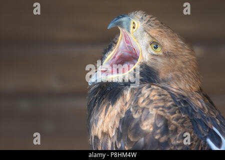 Comune poiana, Buteo buteo, Eifel, Germania lato testa-shot con becco aperto Foto Stock