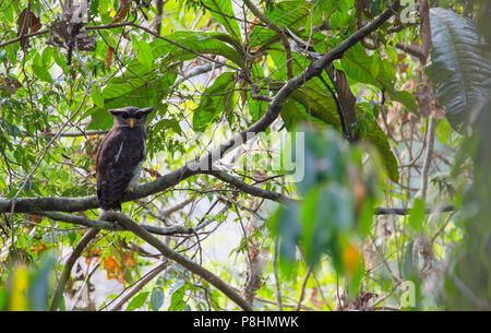 Bloccate il gufo reale (Bubo sumatranus) sono ' appollaiati in tropical rainforest, Sabah, Malaysia Foto Stock