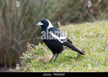 Australian Gazza (Gymnorhina tibicen) sul terreno in Royal National Park, NSW, Australia Foto Stock