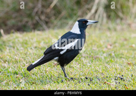 Australian Gazza (Gymnorhina tibicen) sul terreno in Royal National Park, NSW, Australia Foto Stock