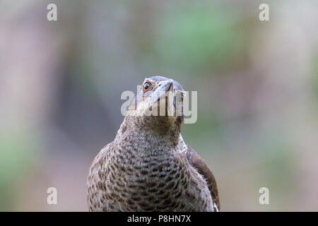 I capretti Australian Gazza (Gymnorhina tibicen dorsalis), Dryandra, Australia occidentale Foto Stock