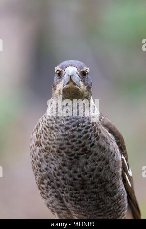 I capretti Australian Gazza (Gymnorhina tibicen dorsalis), Dryandra, Australia occidentale Foto Stock