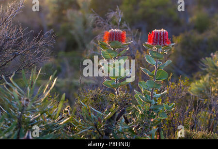 Scarlet Banksia (Banksia coccinea) nelle zone costiere brughiera, Cheynes Beach, a sud-ovest del Western Australia. Noto anche come il Waratah Banksia o banca di Albany Foto Stock