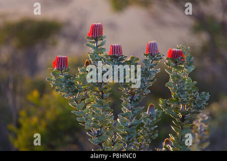 Scarlet Banksia (Banksia coccinea) nelle zone costiere brughiera, Cheynes Beach, a sud-ovest del Western Australia. Noto anche come il Waratah Banksia o banca di Albany Foto Stock