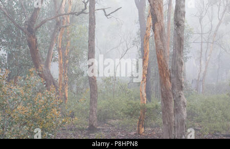 Early Morning mist nel bosco wandoo (eucalipto wandoo), stato Dryandra foresta, Australia occidentale Foto Stock