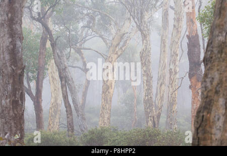 Early Morning mist nel bosco wandoo (eucalipto wandoo), stato Dryandra foresta, Australia occidentale Foto Stock