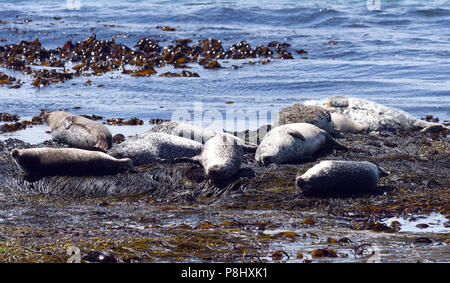 Harbor Seals conosciuto anche come foche comuni (Phoca vitulina) rilassante sulle rocce a bassa marea. Rathlin Island, Antrim, Irlanda Del Nord. Foto Stock