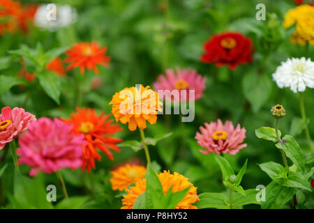 Rosso e arancio zinnia di campo dei fiori Foto Stock