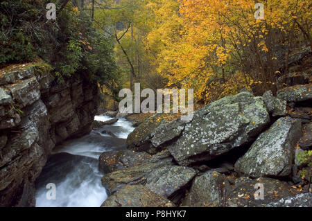 Un piccolo torrente nelle foreste del West Virginia. Incorniciato da molto colorato Giallo autunno lascia una delle molte cascate e in La mia collezione. Foto Stock