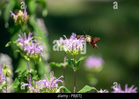 Bug battenti da impianto Foto Stock