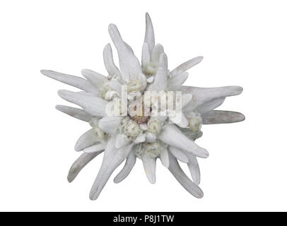 Edelweiss flower isolati su sfondo bianco Foto Stock