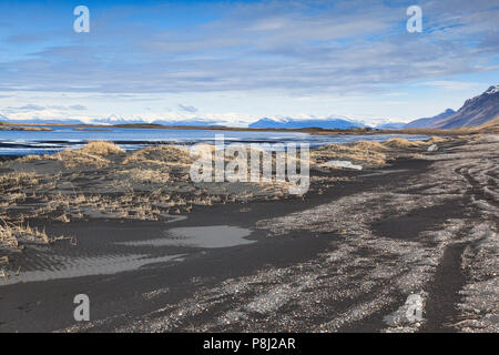 Erbe che crescono in sabbia nera vulcanica dune a Vestrahorn, Sud dell'Islanda. Foto Stock