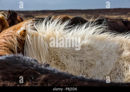 Cavallo di pellicce, cavalli islandesi Foto Stock