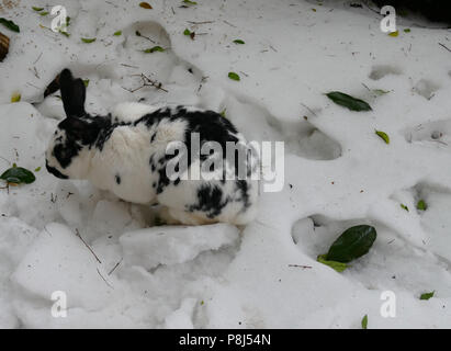 Il coniglio domestico fuori nella neve Foto Stock