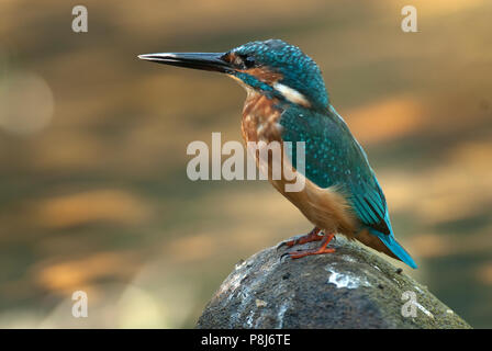 Kingfisher (Alcedo atthis) arroccato Foto Stock