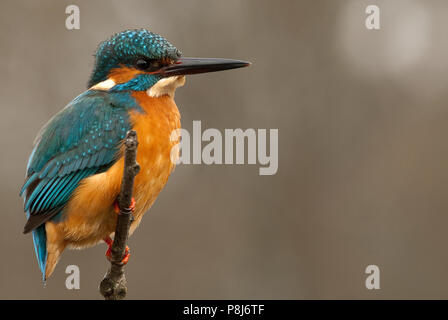 Kingfisher (Alcedo atthis) arroccato Foto Stock