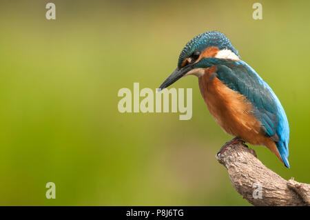 Kingfisher (Alcedo atthis) arroccato Foto Stock