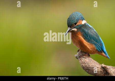 Kingfisher (Alcedo atthis) arroccato Foto Stock