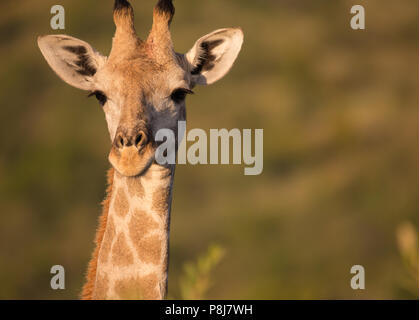 Primo piano di testa del Sud Africa o giraffa del Capo (G.g.g.g. giraffa) di fronte alla macchina fotografica di mattina presto al Parco Nazionale di Pilanesberg in Sud Africa Foto Stock