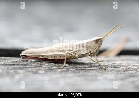 Grande Oro grasshopper (Chrysochraon dispar), femmina, seduto sul ponte di legno, Pietzmoor, Schneverdingen, Lüneburg Heath Foto Stock
