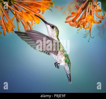 Una femmina di ruby throated hummingbird hovering e bere il nettare da orange caprifoglio vine nel giardino. Foto Stock