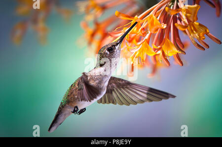 Una femmina di ruby throated hummingbird hovering e bere il nettare da orange caprifoglio vine nel giardino. Foto Stock