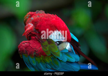 Un verde-winged parrot si siede su un ramo preening stesso. La vita degli uccelli in voliera di uno zoo. Foto Stock