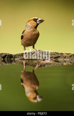 Hawfinch - Coccothraustes coccothraustes, bella colorati uccelli di palissonatura dal Vecchio Mondo foreste. Foto Stock