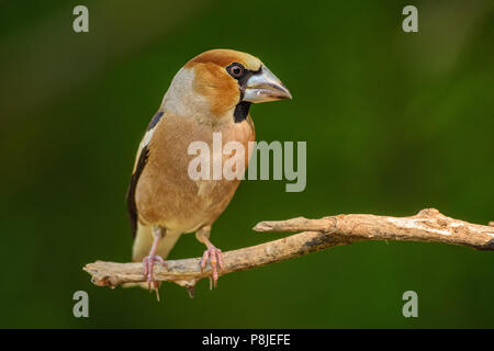 Hawfinch - Coccothraustes coccothraustes, bella colorati uccelli di palissonatura dal Vecchio Mondo foreste. Foto Stock