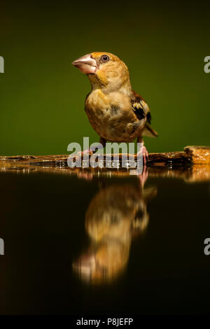 Hawfinch - Coccothraustes coccothraustes, bella colorati uccelli di palissonatura dal Vecchio Mondo foreste. Foto Stock