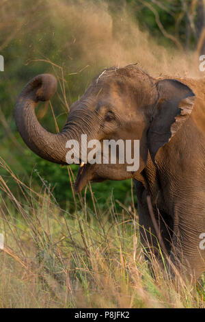 Elefante asiatico o elefante asiatico o Elephas maximus facendo il bagno di fango a Jim Corbett National Park in Uttarakhand in India Foto Stock