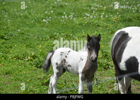 Stupenda in bianco e nero puledro permanente sulla traballante gambe in un pascolo di erba. Foto Stock