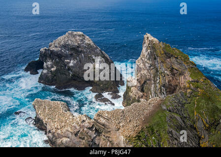 Northern gannet (Morus bassanus) allevamento colonia su stack del mare nel Hermaness Riserva Naturale Nazionale, Unst, isole Shetland, Scotland, Regno Unito Foto Stock