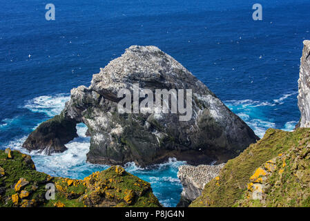 Northern gannet (Morus bassanus) allevamento colonia su stack del mare nel Hermaness Riserva Naturale Nazionale, Unst, isole Shetland, Scotland, Regno Unito Foto Stock