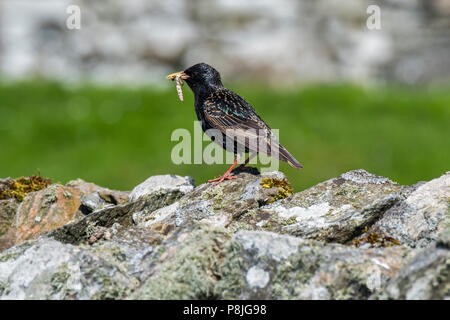 Starling comune / Europea starling (Sturnus vulgaris) con grub nel becco per l'alimentazione di pulcini nel nido in pietra a secco la parete in primavera, Scotland, Regno Unito Foto Stock