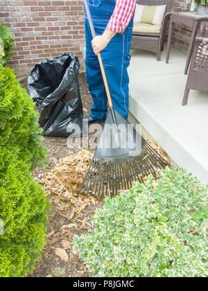 Giardiniere a rastrellare foglie morte tra foglia verde di boccole in un cantiere a fianco di un patio esterno in una vista ritagliata del suo corpo inferiore Foto Stock