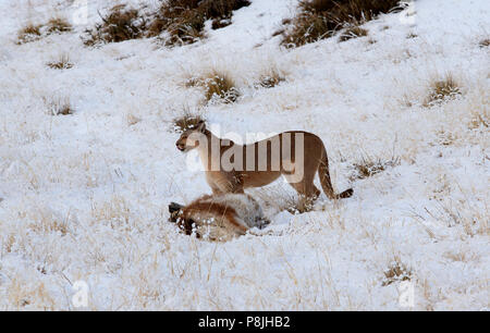 Wild femmina Puma Patagonia nel paesaggio invernale in piedi accanto alla carcassa del giovane Guanaco ha appena ucciso Foto Stock