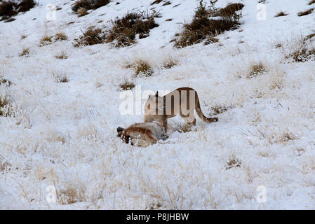 Wild femmina Puma Patagonia nel paesaggio invernale in piedi accanto alla carcassa del giovane Guanaco ha appena ucciso Foto Stock