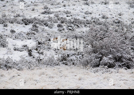 Femmina adulta del nasello di Patagonia puma seduti su una coperta di neve collina con 2 dei suoi cuccioli in piedi vicino a. Foto Stock