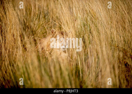 Patagonia femmina Puma posa in erba alta guardando un pascolo pascolo Guanaco al di fuori della vista. Foto Stock