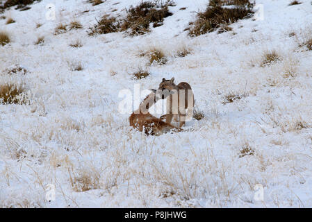 Femmina adulta del nasello di Patagonia Puma in piedi nella neve con un giovane Guanaco bloccati saldamente tra di ganasce. Foto Stock