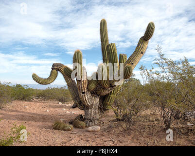 Cactai nativo vicino alla città di Pagancillo, in La Rioja provincia, Argentina Foto Stock