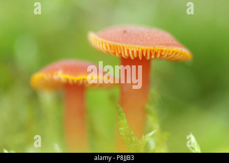 Vermiglio Waxcap Foto Stock