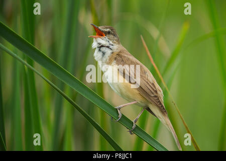 Il canto grande Reed-Warbler in reed Foto Stock